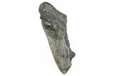 Partial Megalodon Tooth - Serrated Blade #272550-1
